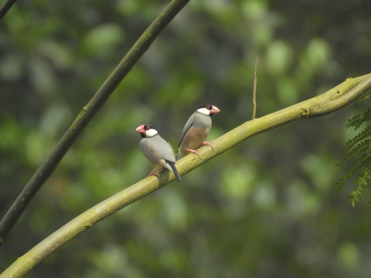 Java Sparrow - ML635816703