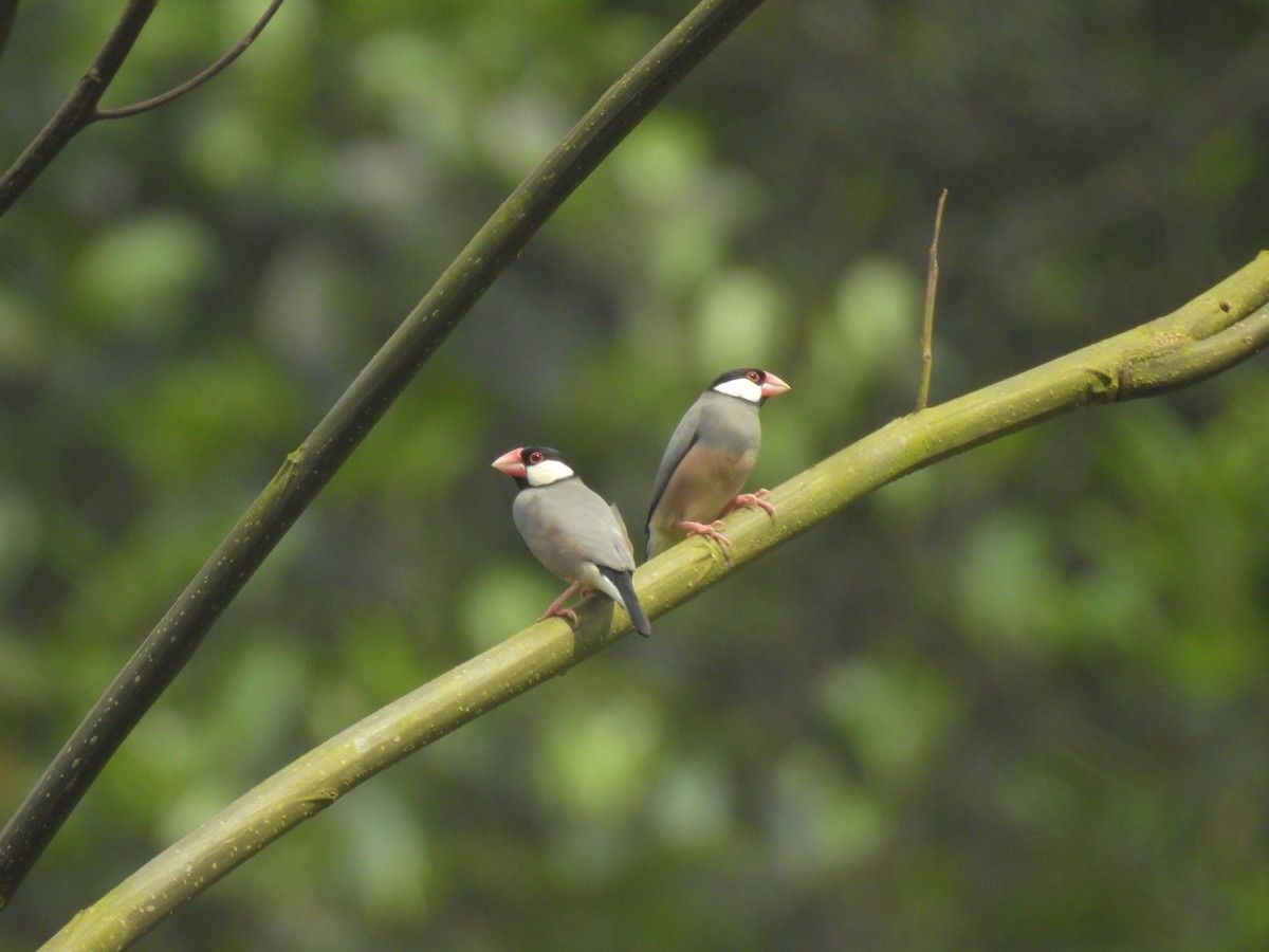 Java Sparrow - ML635816714