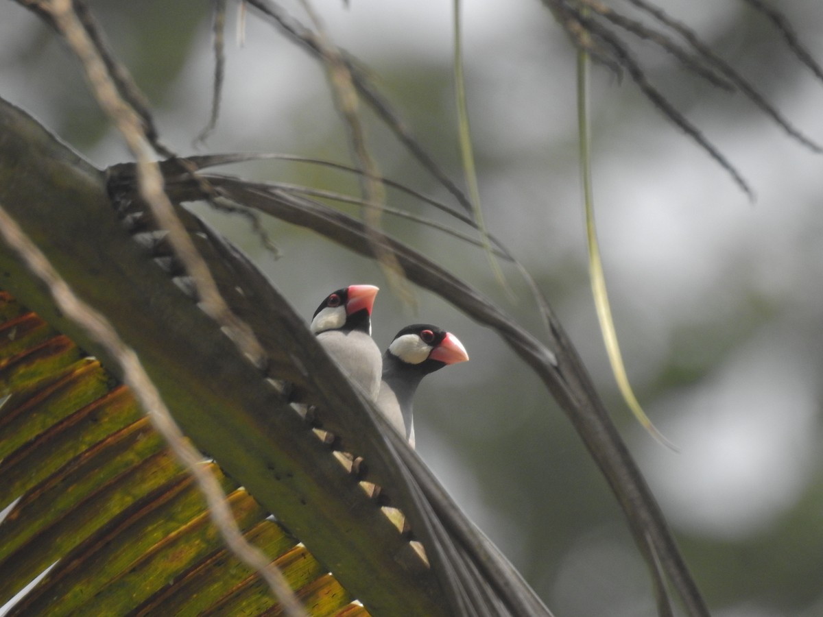 Java Sparrow - ML635816740