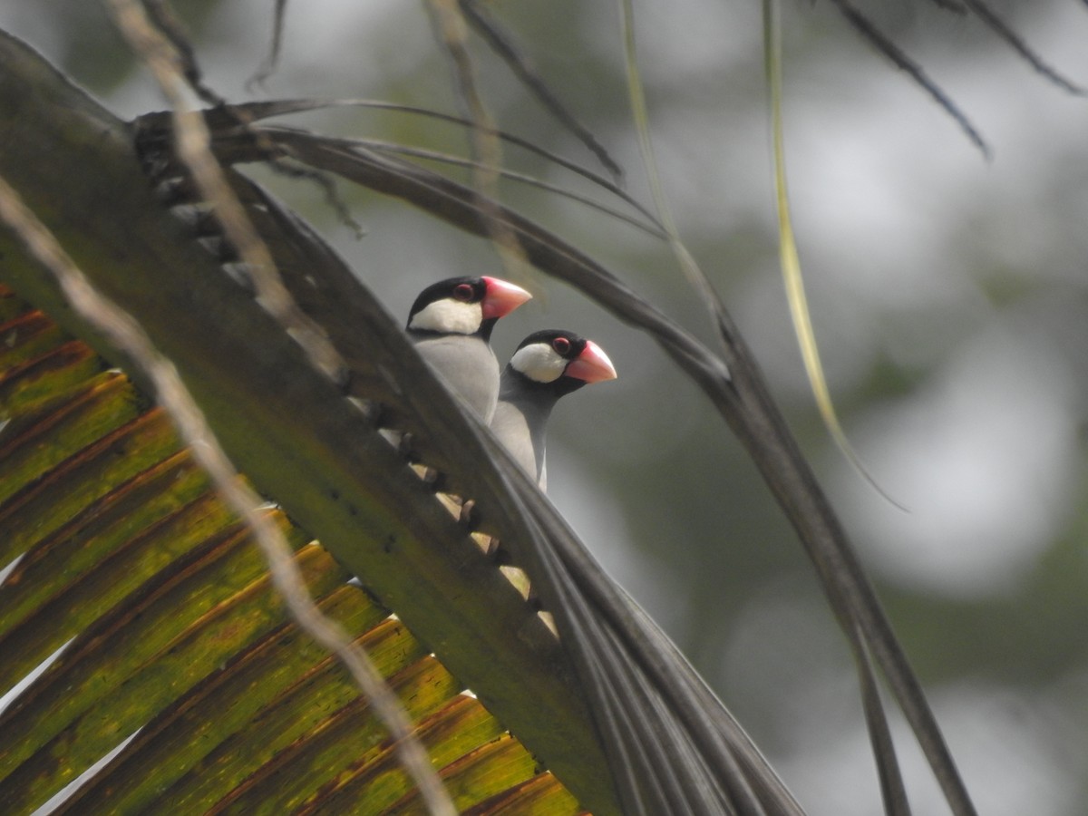 Java Sparrow - ML635816756
