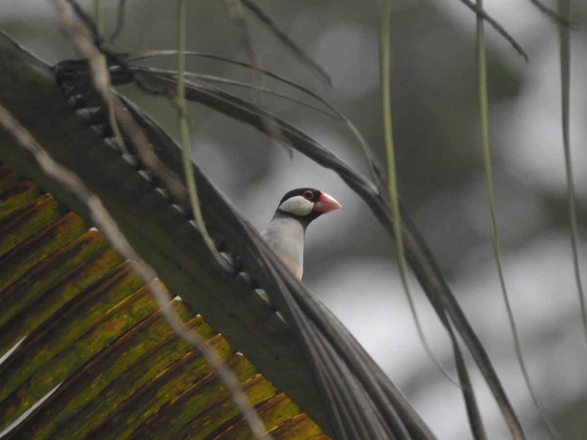 Java Sparrow - ML635816776