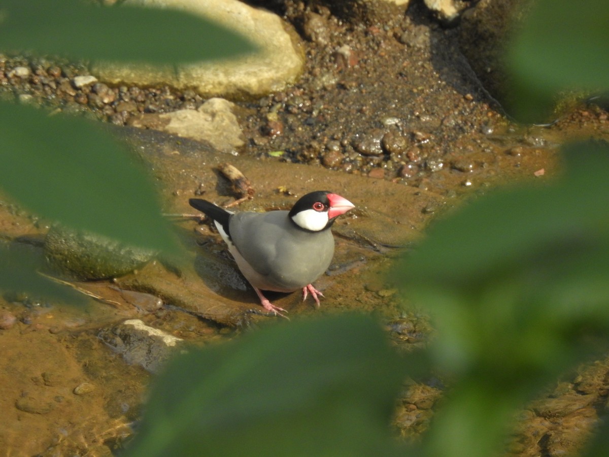 Java Sparrow - ML635816785
