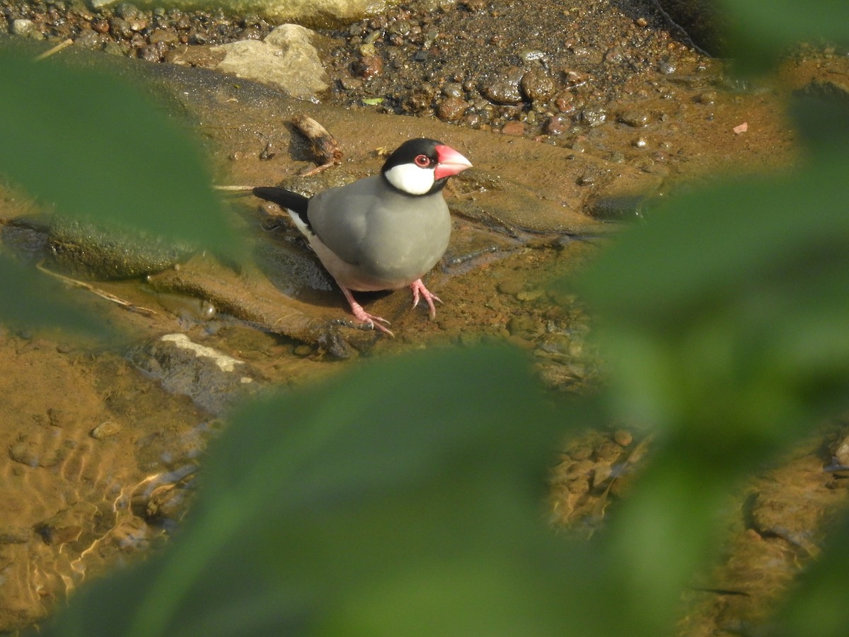 Java Sparrow - ML635816790