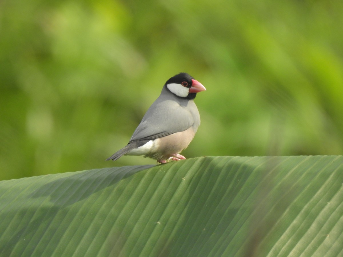 Java Sparrow - ML635816791