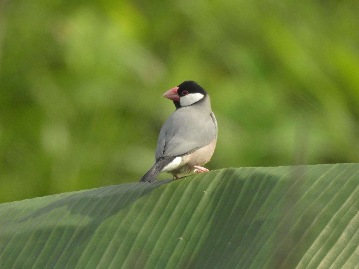 Java Sparrow - ML635816797