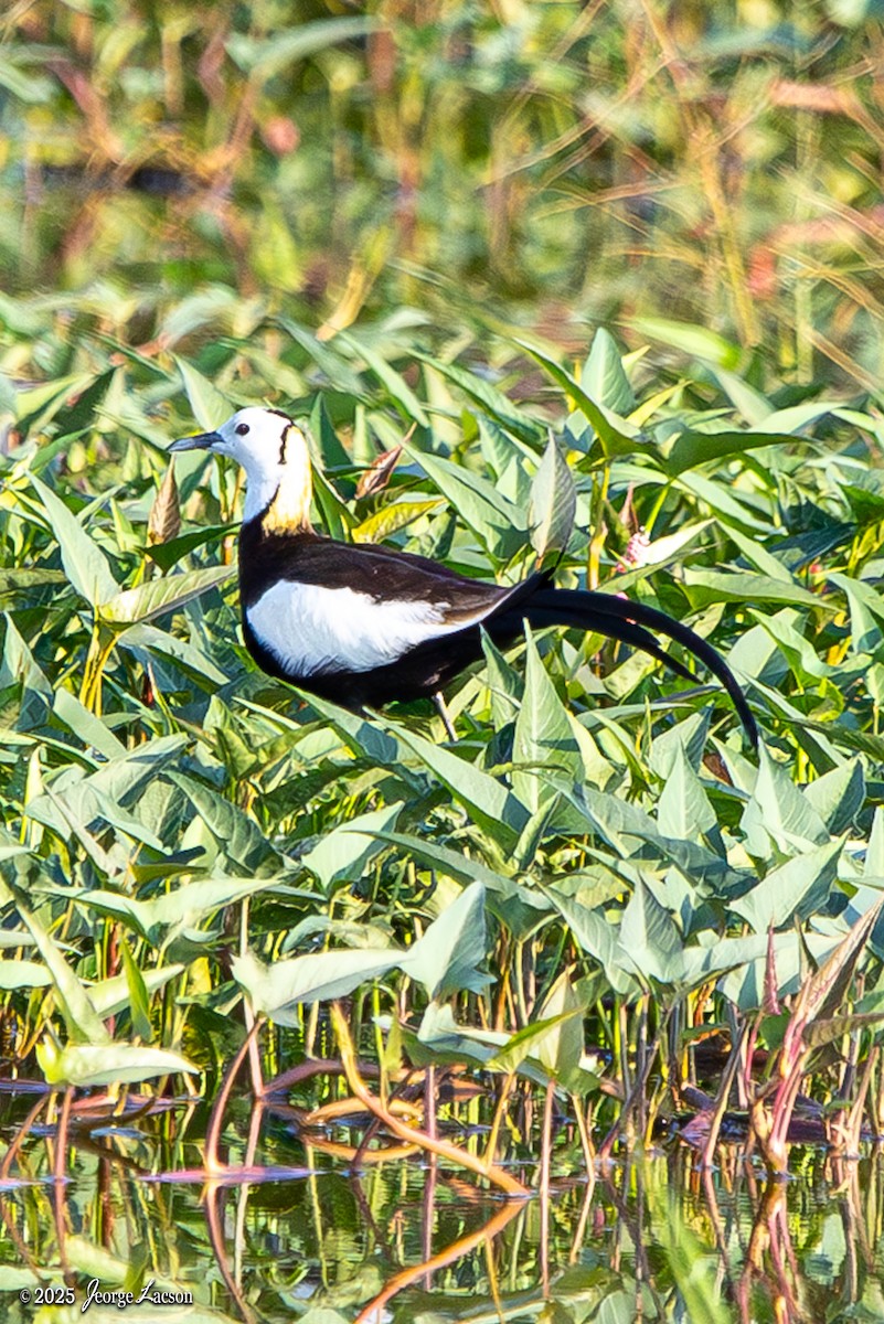 Pheasant-tailed Jacana - ML635817052