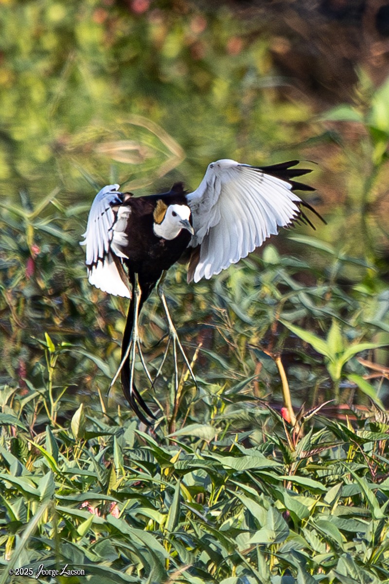Pheasant-tailed Jacana - ML635817054