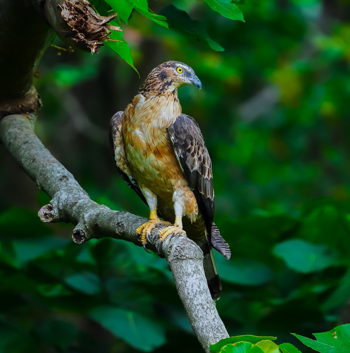 Falco pecchiaiolo orientale - ML635817093