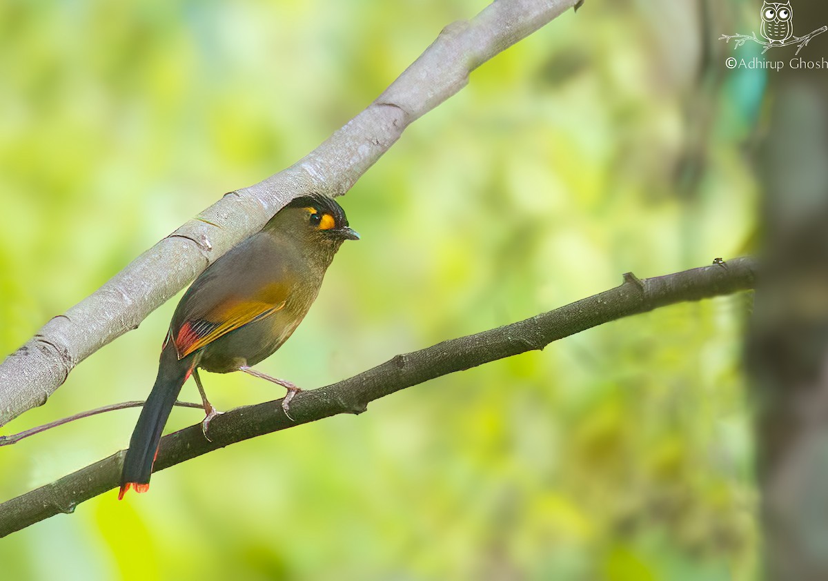 Bugun Liocichla - ML635817121