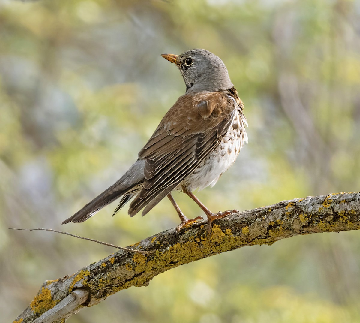 Fieldfare - ML635817301