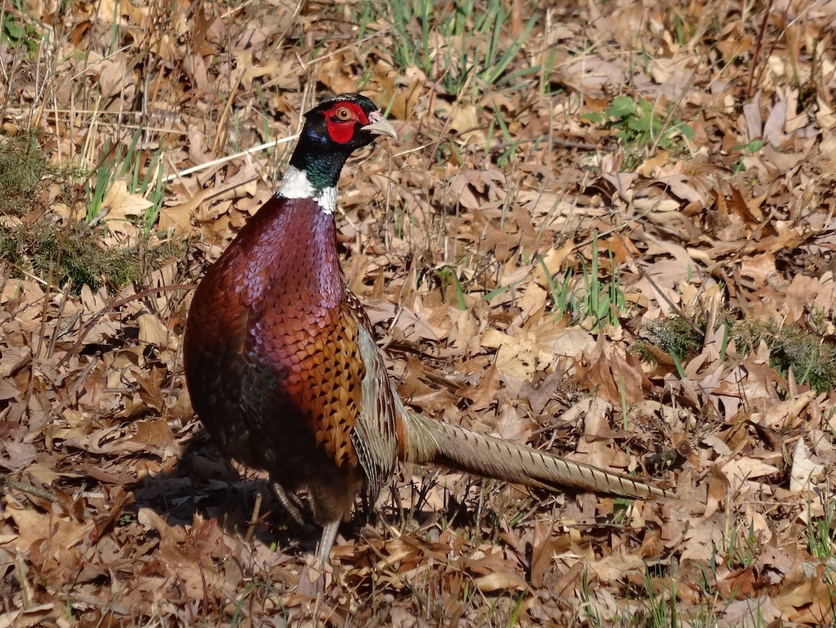 Зэрлэг гургуул - ML63581731