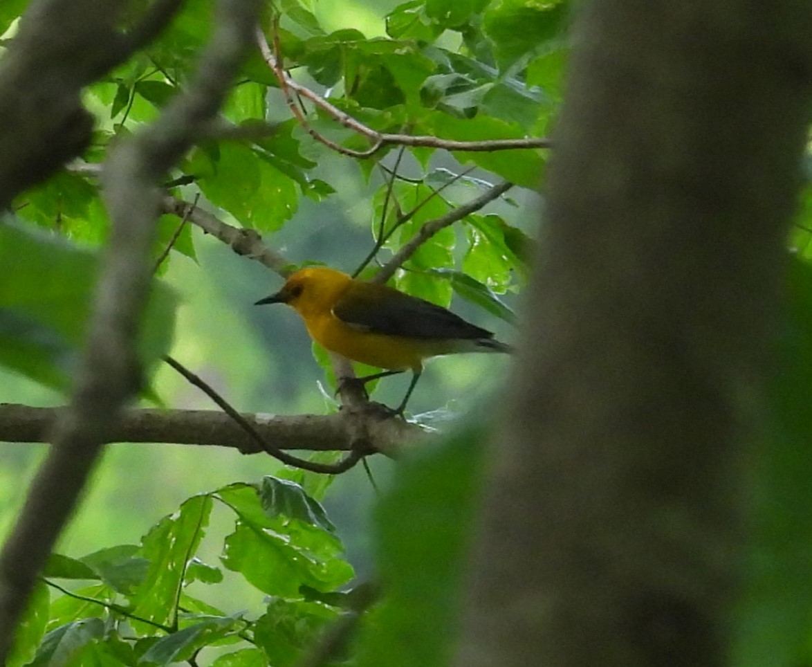 Prothonotary Warbler - ML635817391