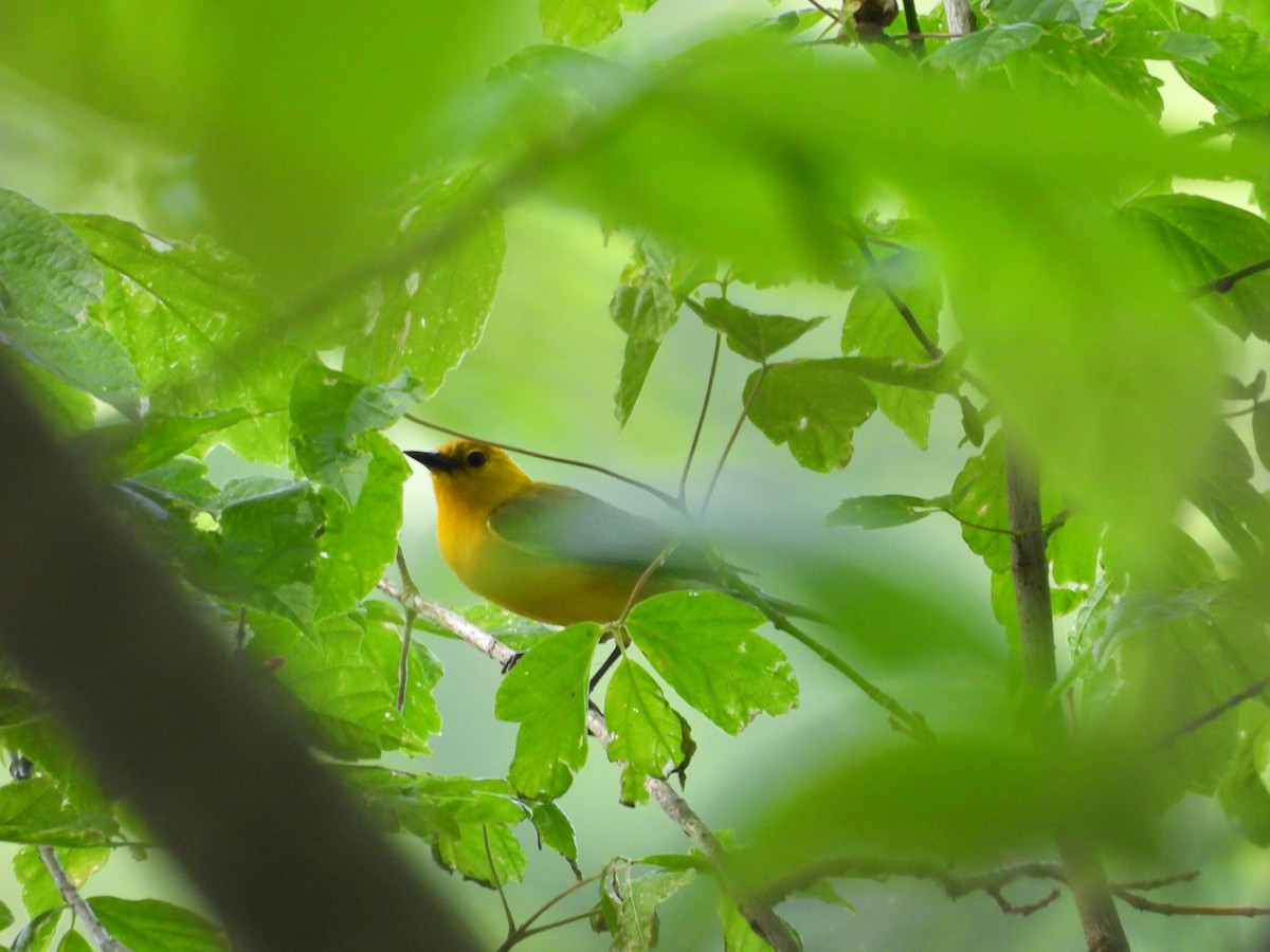 Prothonotary Warbler - ML635817392