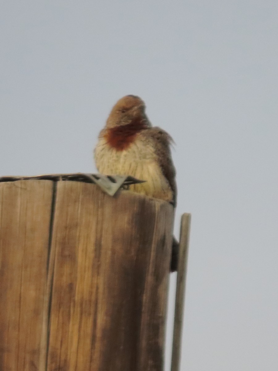 Red-throated Wryneck - ML635817495