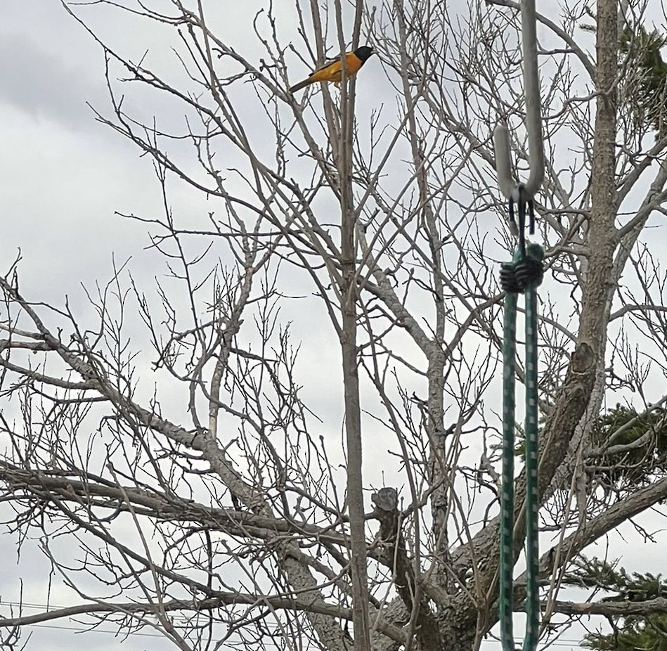 ボルチモアムクドリモドキ - ML635817537