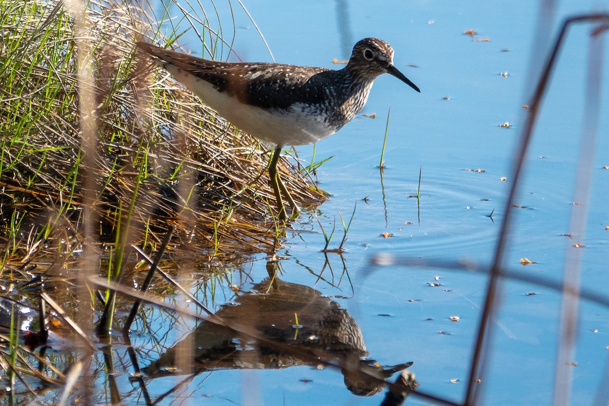 Solitary Sandpiper - ML635817612