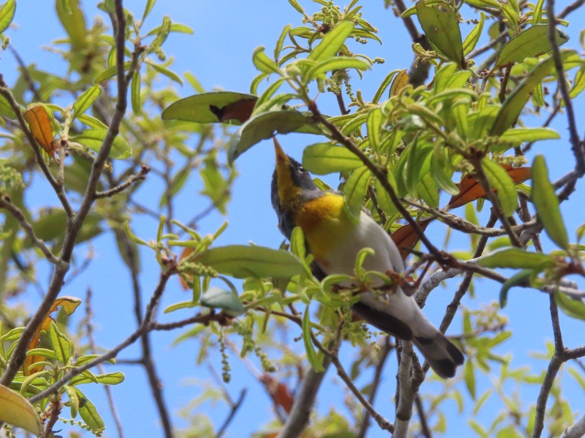 Northern Parula - ML635817819