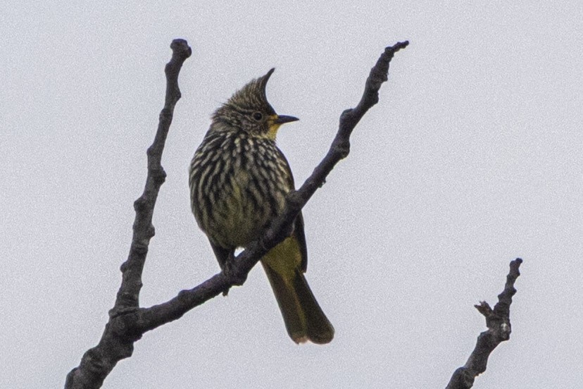 Striated Bulbul - ML635817921
