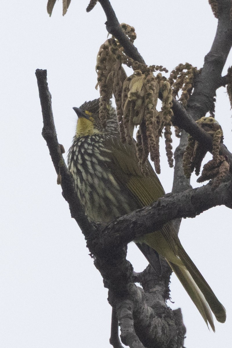 Striated Bulbul - ML635817922