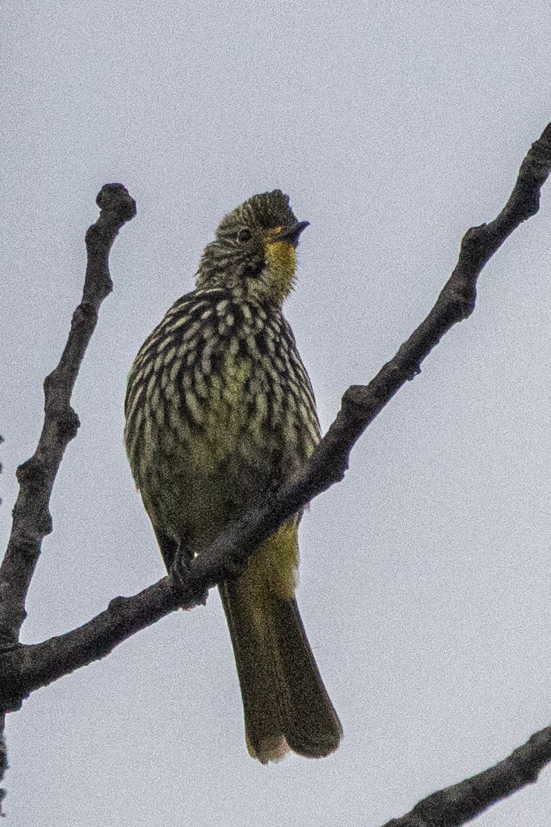 Striated Bulbul - ML635817923