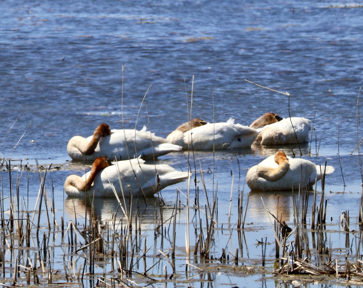 Trumpeter Swan - ML635817938