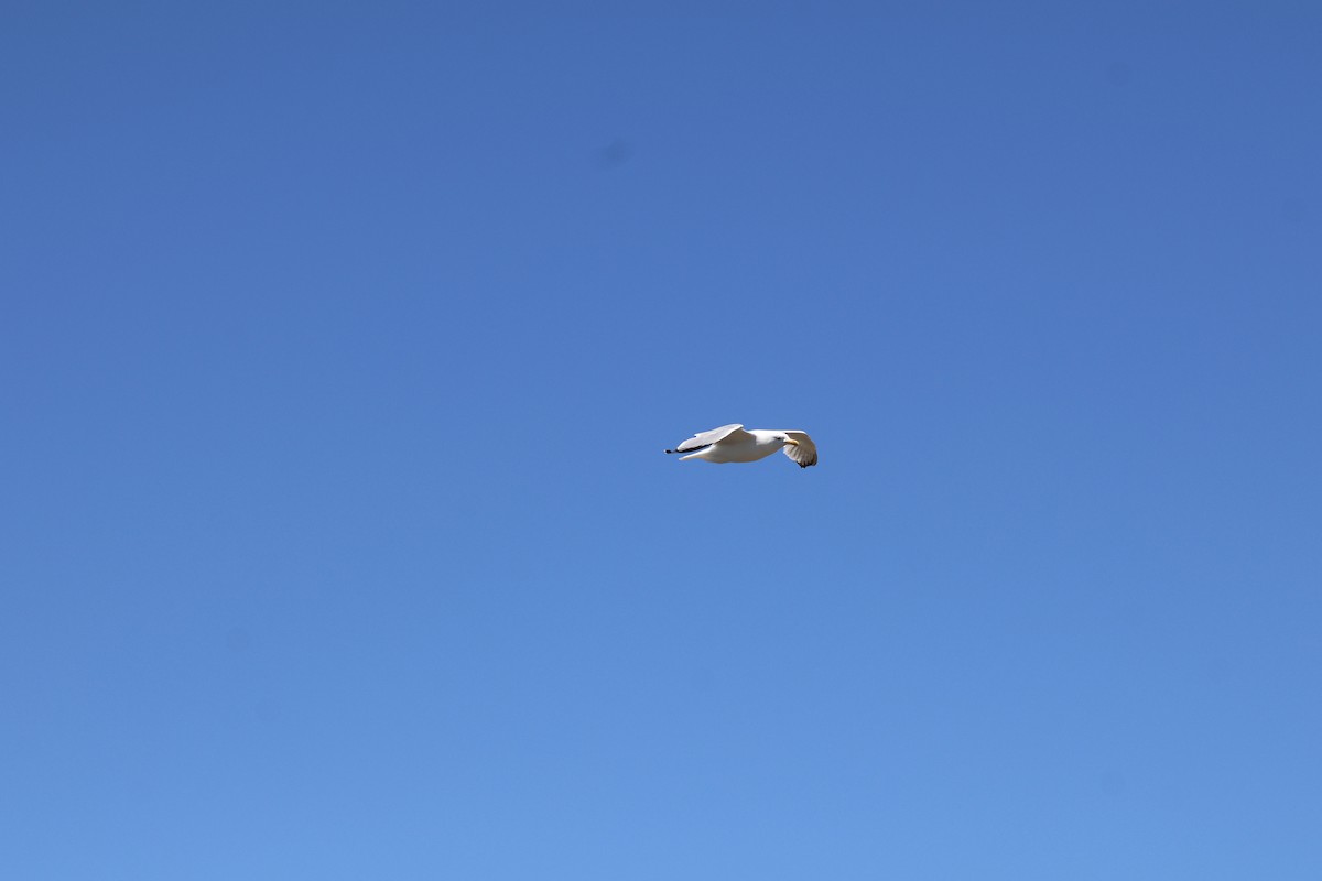 American Herring Gull - ML635817947