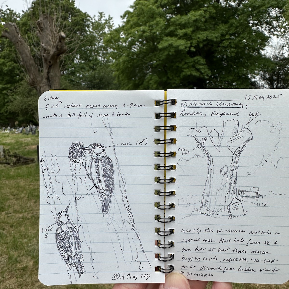 Great Spotted Woodpecker (Great Spotted) - ML635817948