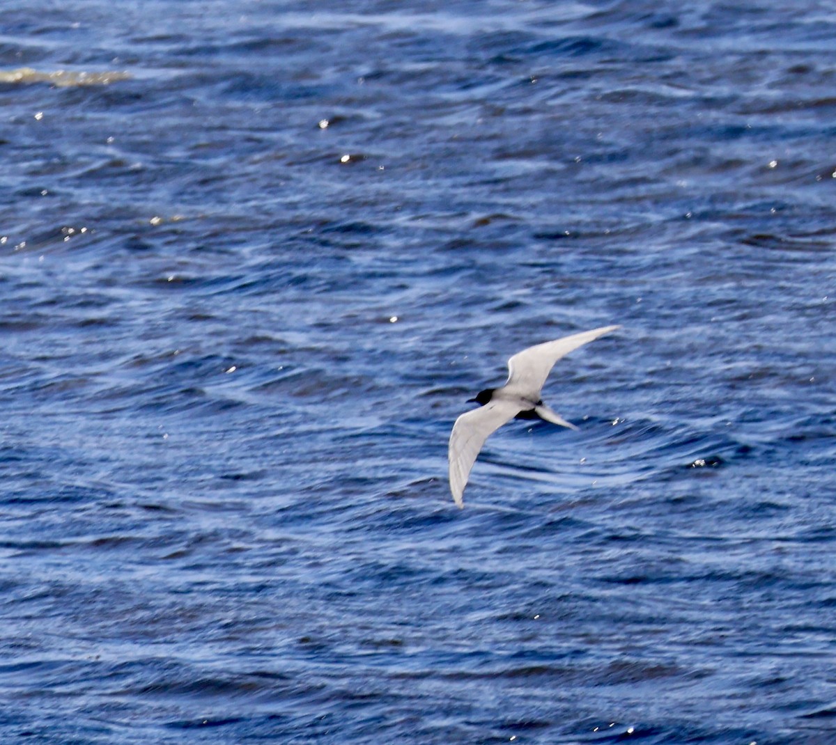 Black Tern - ML635817984