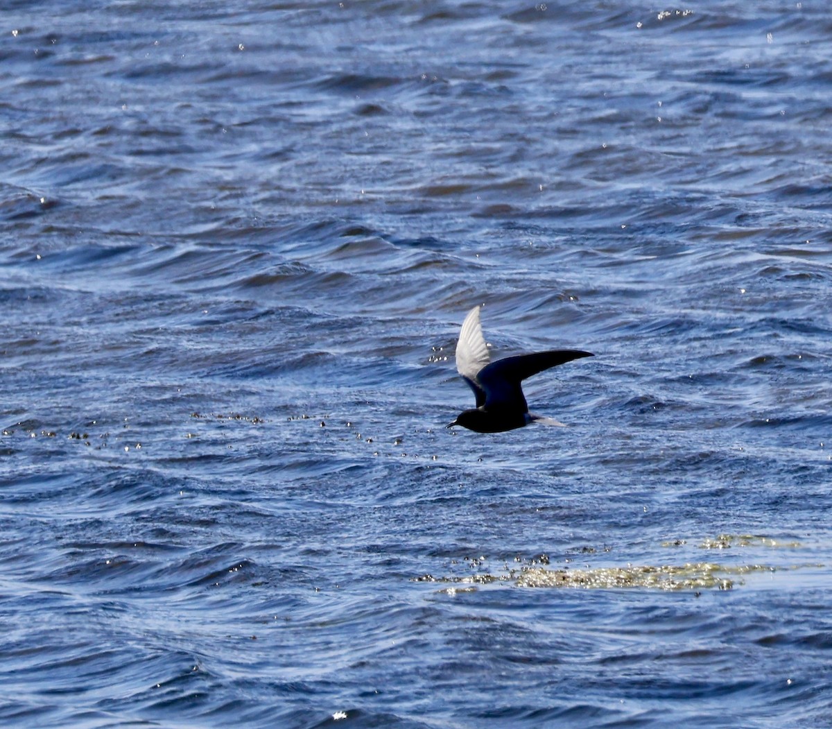 Black Tern - ML635817985