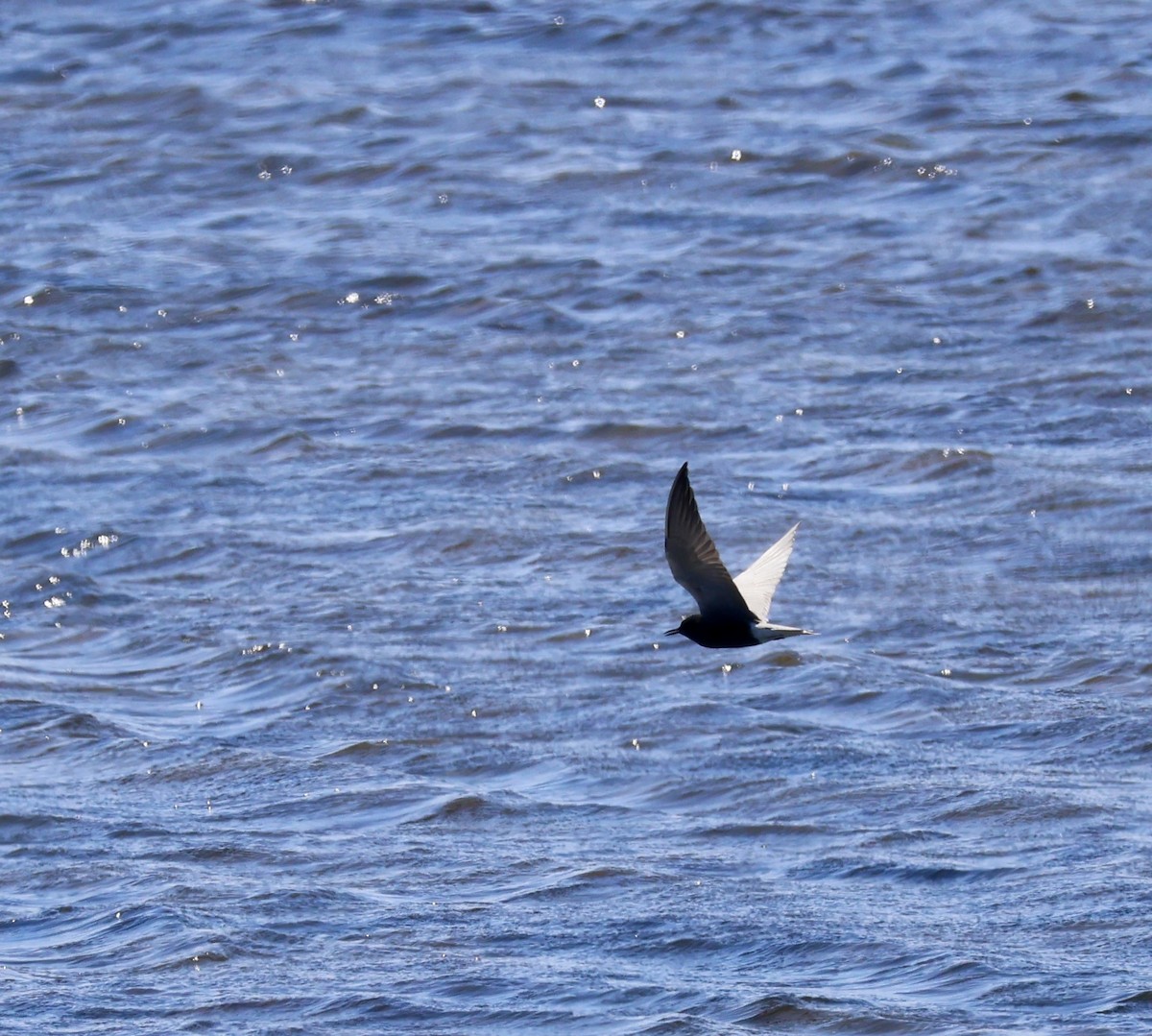 Black Tern - ML635817986