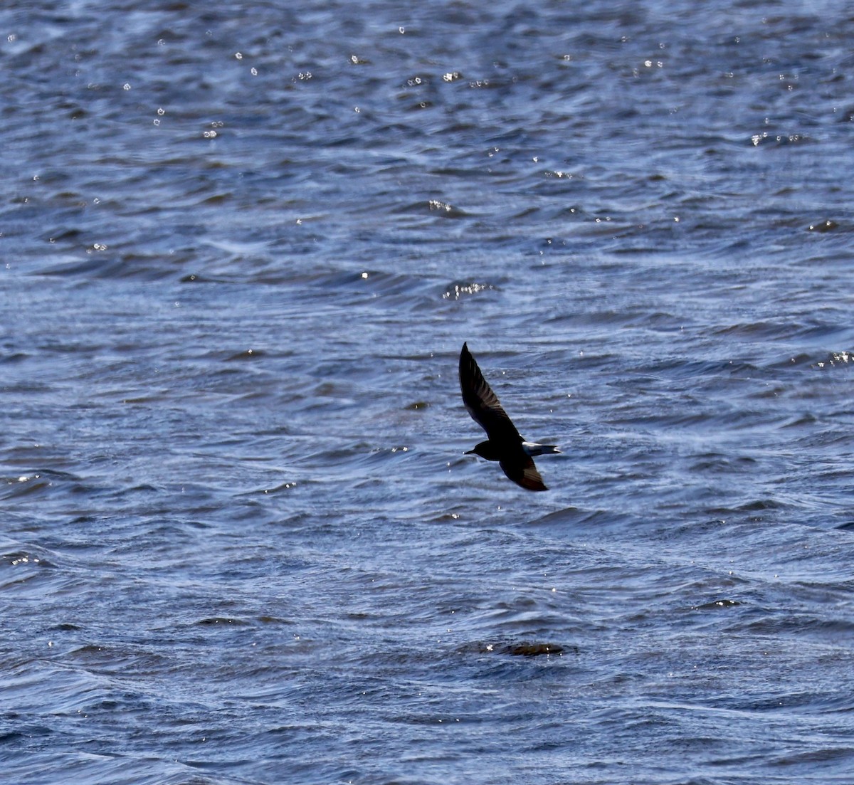 Black Tern - ML635817989