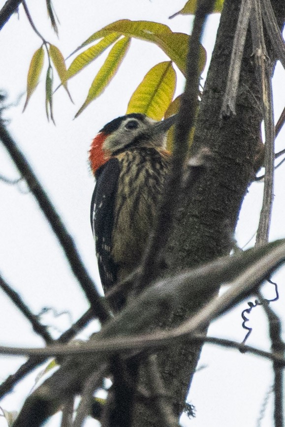 Crimson-naped Woodpecker - ML635818000