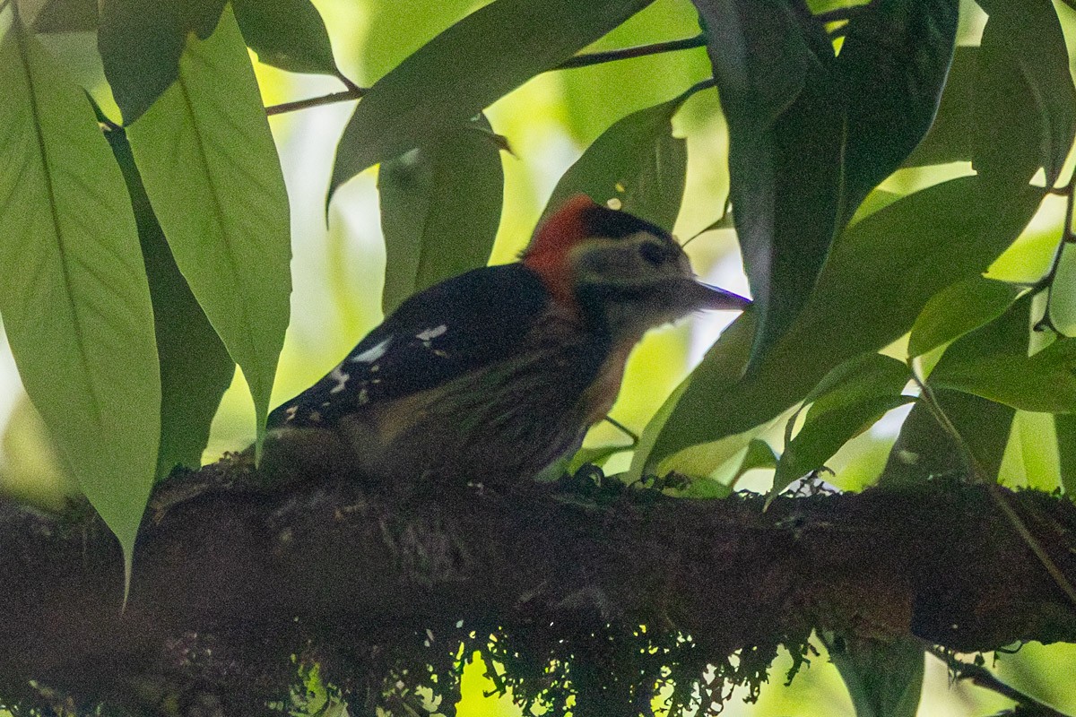 Crimson-naped Woodpecker - ML635818001