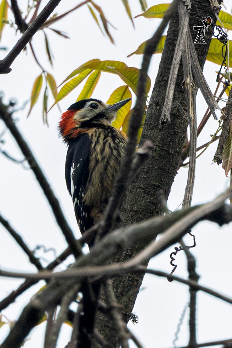 Crimson-naped Woodpecker - ML635818002