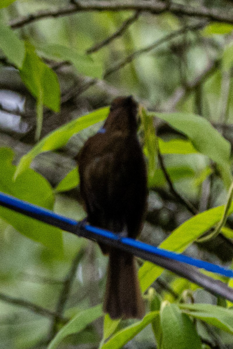 Large Niltava - ML635818014