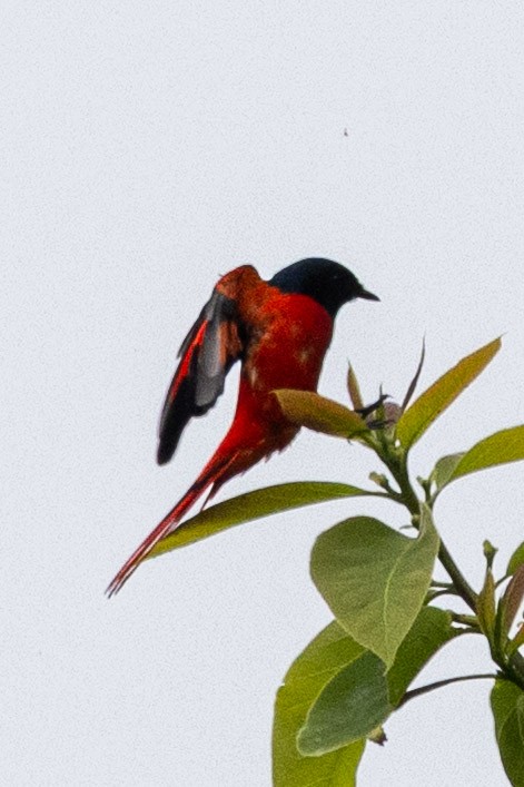 Short-billed Minivet - ML635818023