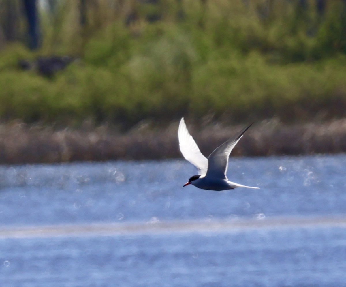 Common Tern - ML635818032