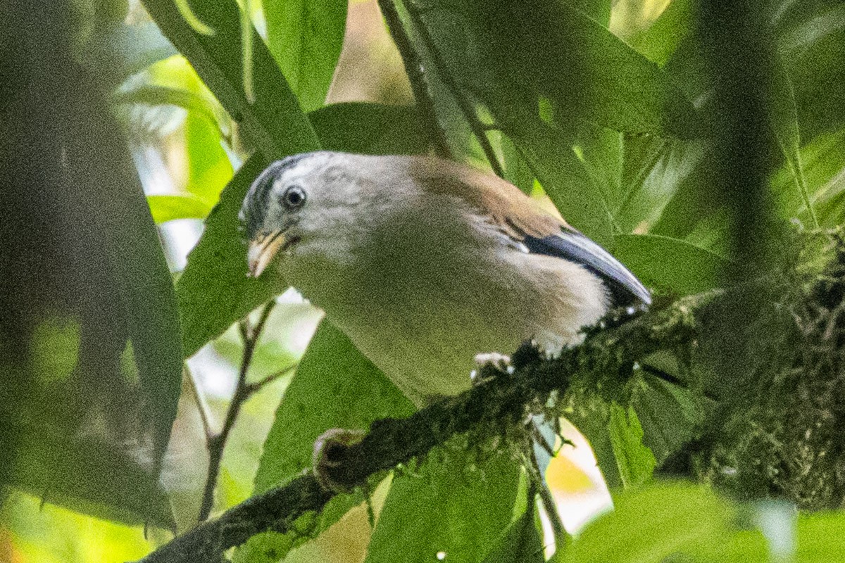 Blue-winged Minla - ML635818058