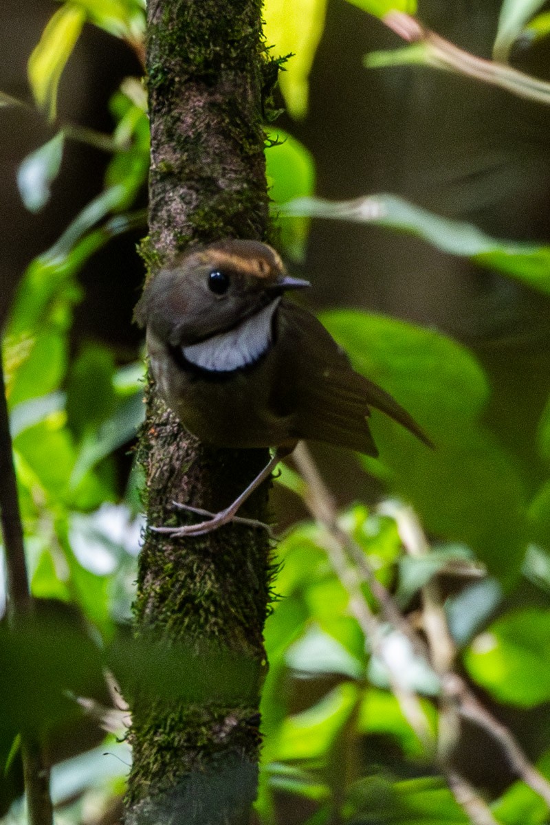 White-gorgeted Flycatcher - ML635818079