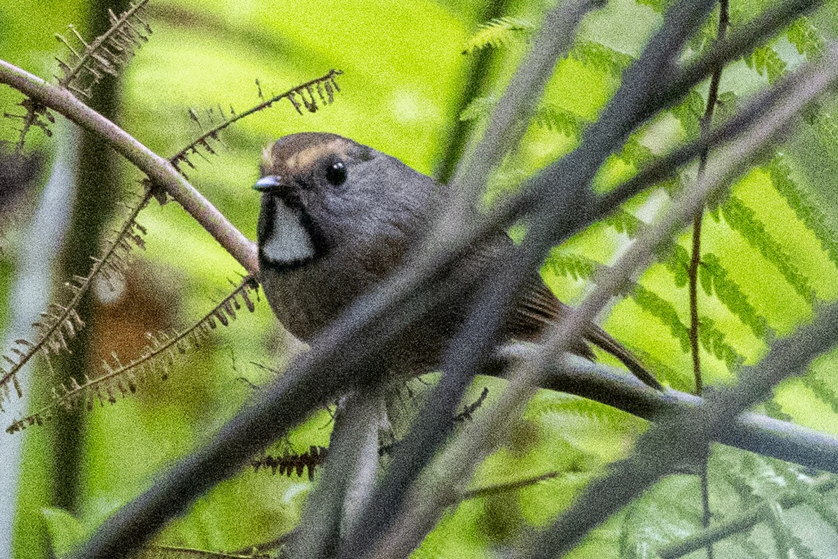 White-gorgeted Flycatcher - ML635818080