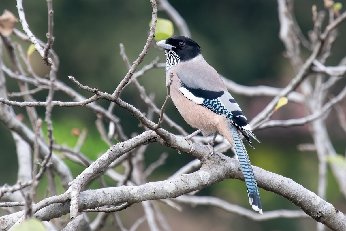 Black-headed Jay - ML635818114