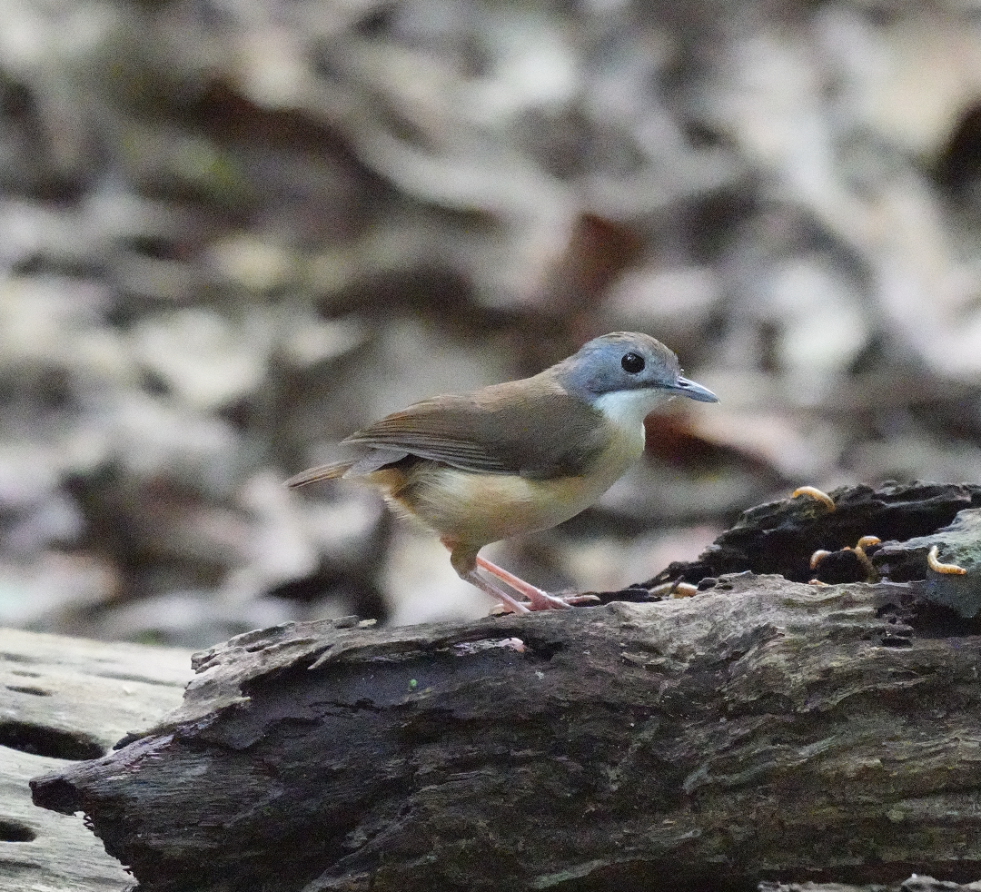 Short-tailed Babbler - ML635818168