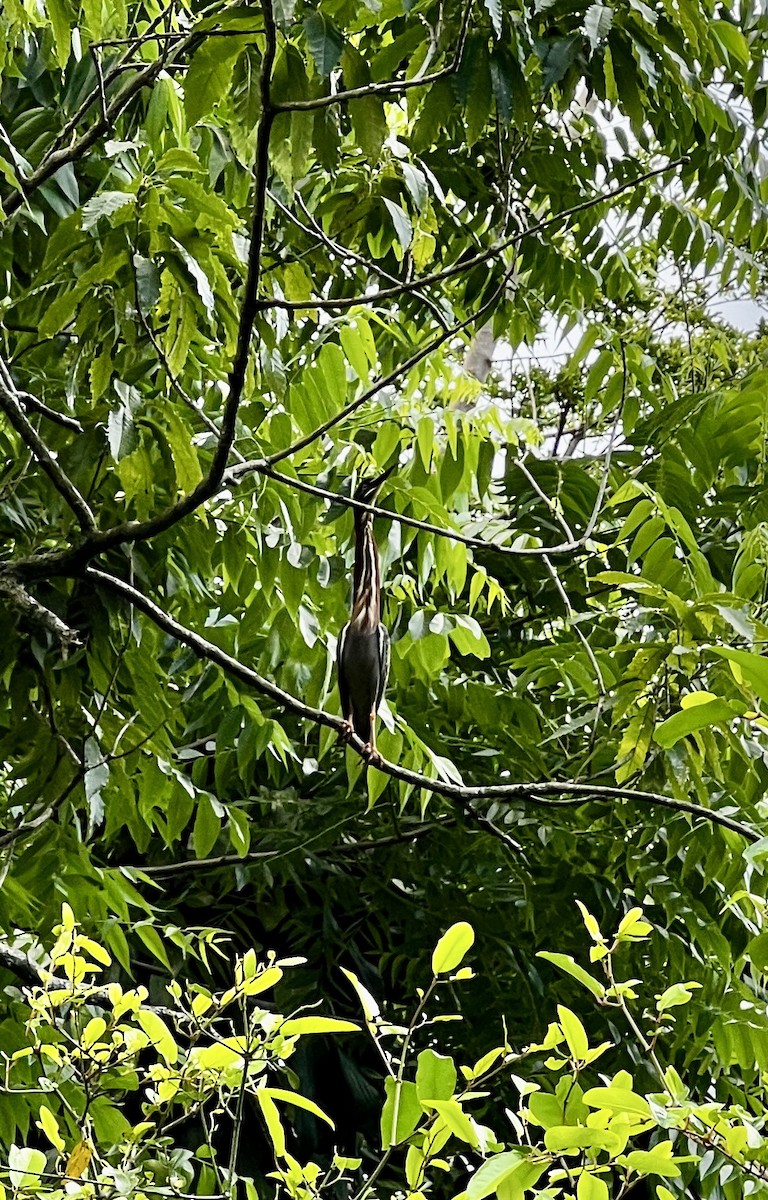 Airone verde - ML635818215