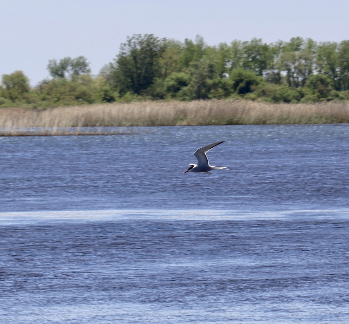 Common Tern - ML635818244