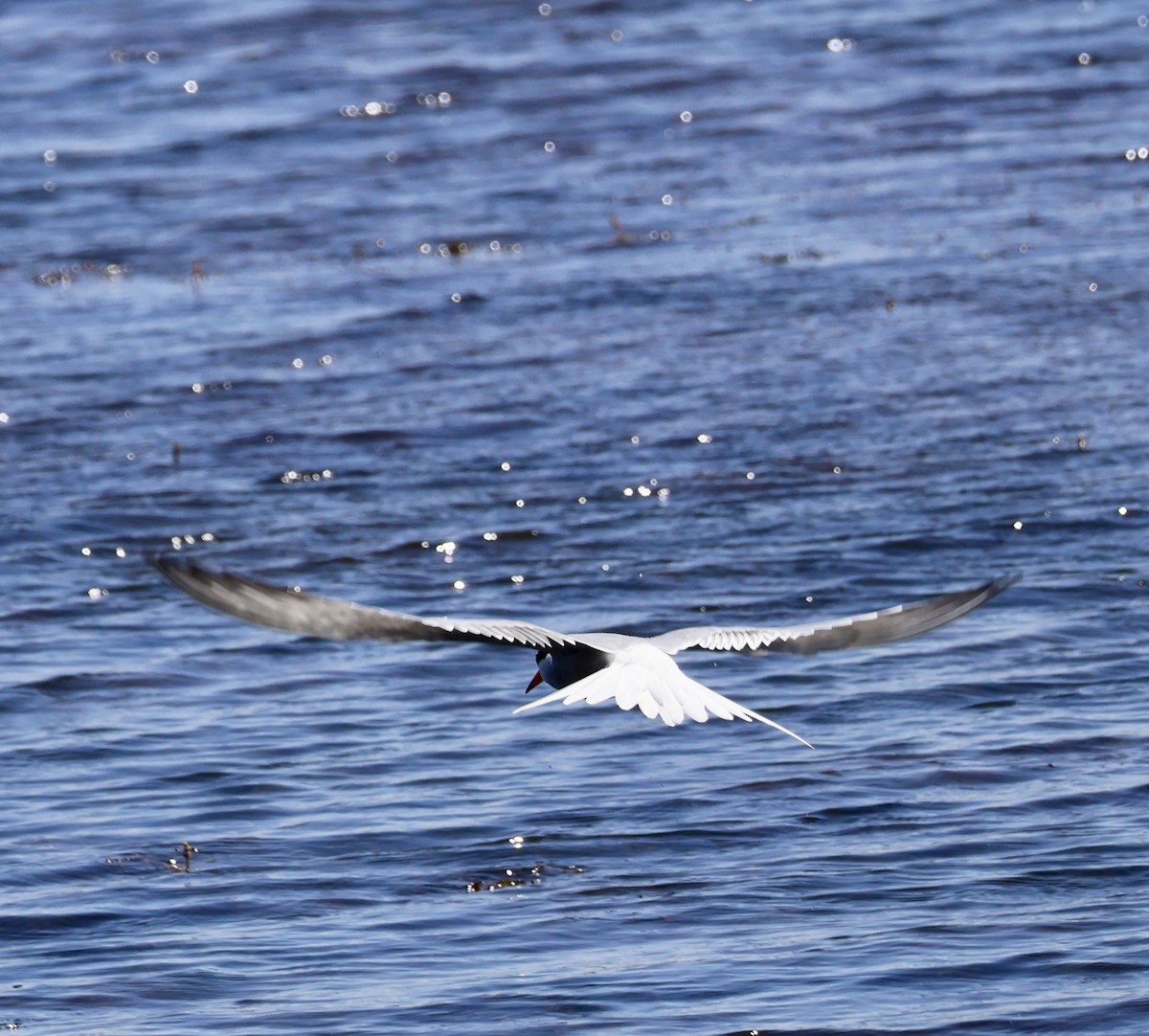 Common Tern - ML635818245