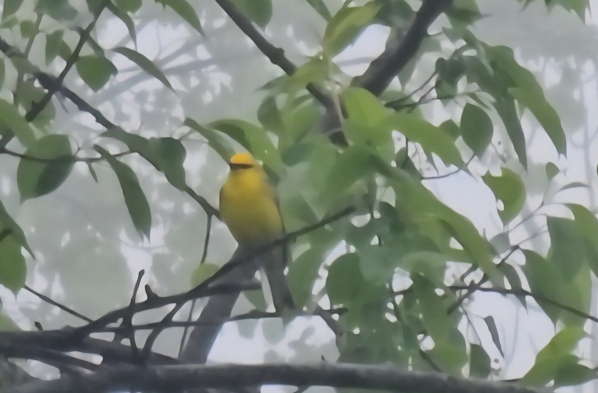 Blue-winged Warbler - ML635818287