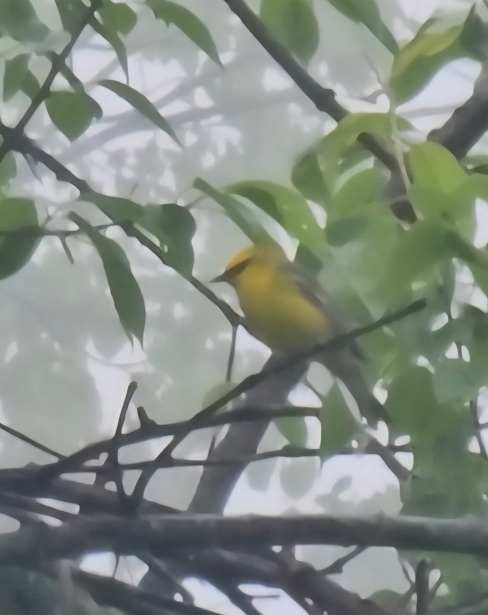 Blue-winged Warbler - ML635818288