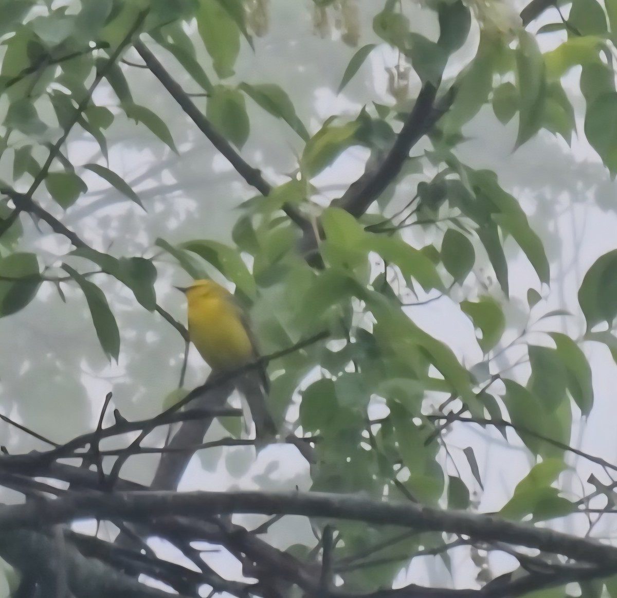 Blue-winged Warbler - ML635818289
