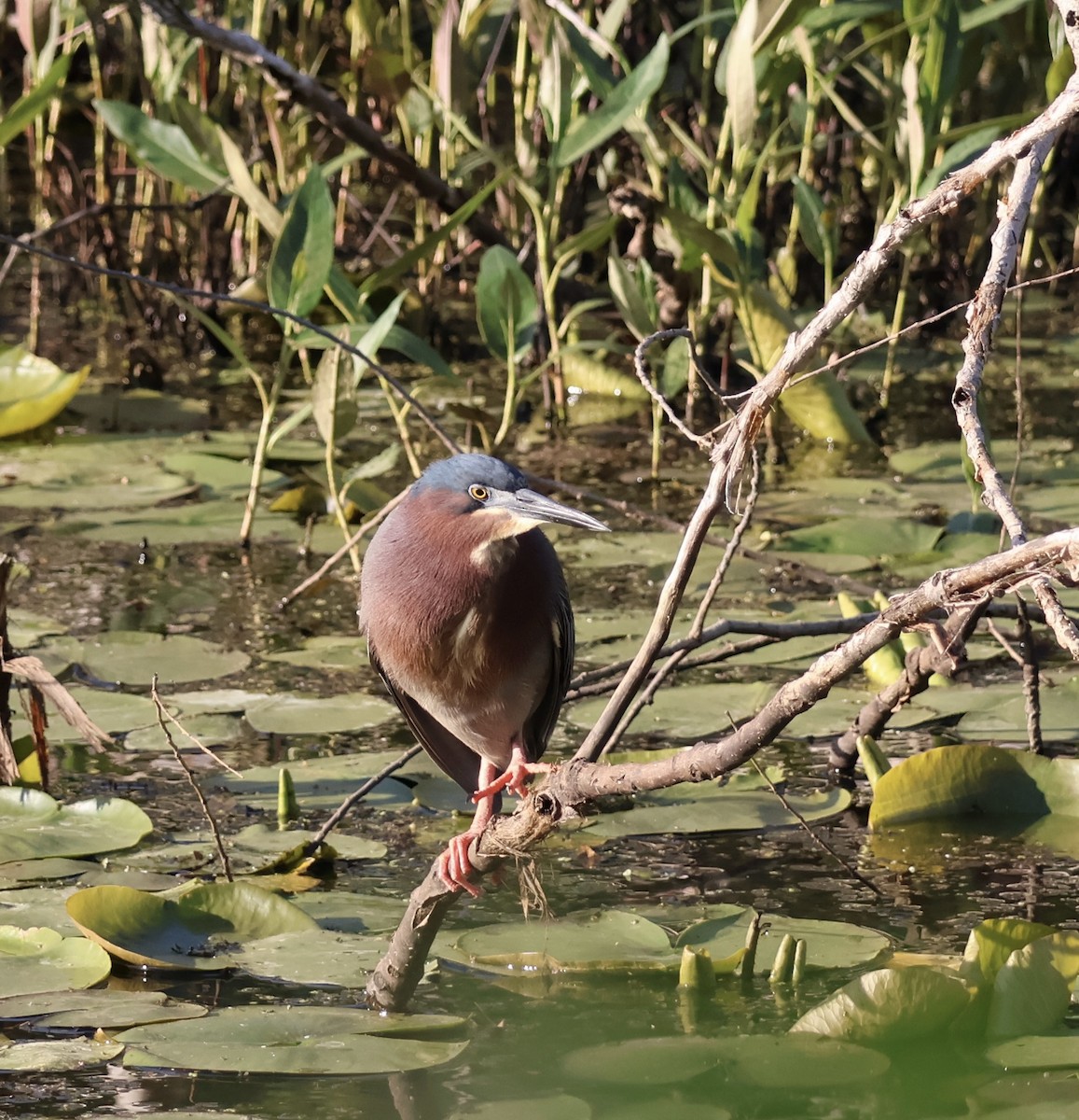 Green Heron - ML635818300
