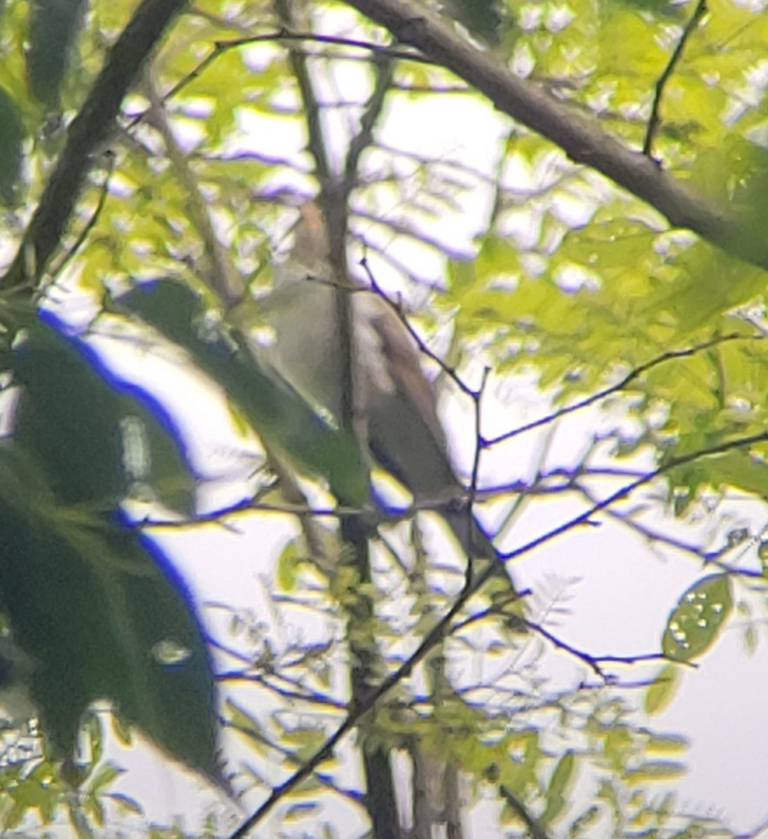 Yellow-billed Cuckoo - ML635818307